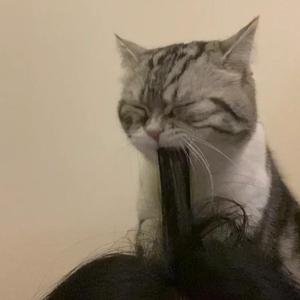 国产精品va免费视频
